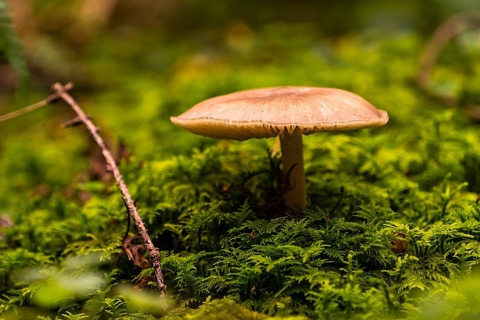 podzim_v_prirode_houba